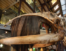 Esqueleto de ballena en la Gran Galería de la Evolución